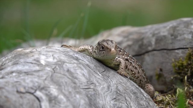 Zauneidechse  (Lacerta agilis)&nbsp;