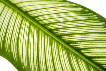 Close up exotic striped leaves Calathea Ornata Albolineata on white background