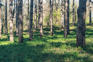 Trees in the woodland or forest with golden sunlight colors at springtime and green grass with selective focus as nature background