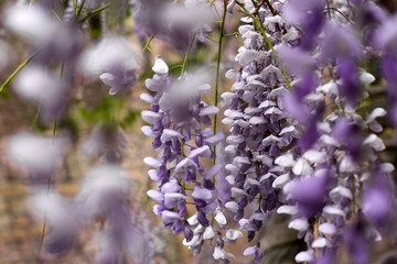 wisteria close up