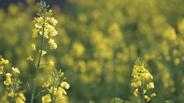 Rapeseed field. Yellow rape oilseed flowers on the field in summer or spring. Closeup of Blooming canola growing in meadow at sunny day. 