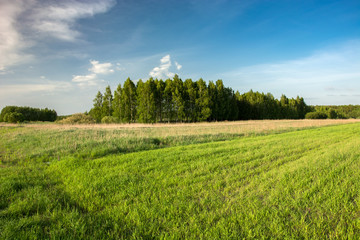 Green field, trees on the horizon and clouds on a blue sky