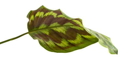 Beautiful leaf of Calathea plant with isolated background