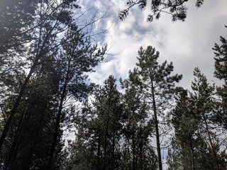 tops of trees