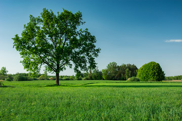 Big oak tree on a field and blue sky