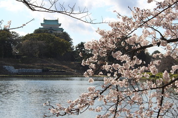 Nagoya Castle and the park where the cherry blossoms blooming