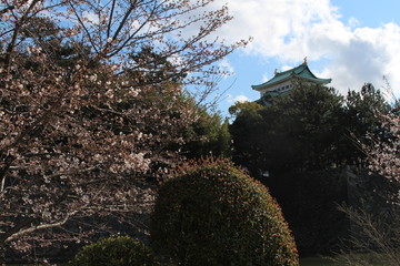 Nagoya Castle and the park where the cherry blossoms blooming