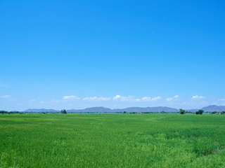 Green field view with sky clouds