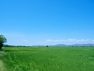 Green field view with sky clouds