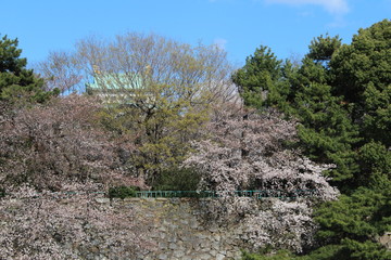Nagoya Castle and the park where the cherry blossoms blooming