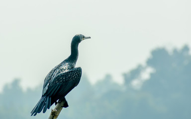 Double-crested (Phalacrocorax auritus) Cormorant, a matte black fishing bird in Kumarakom- Bird- Sanctuary. Popular in rivers lakes and coastal areas of North America, Islands in Alaska Florida Mexico