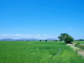Green field view with sky clouds