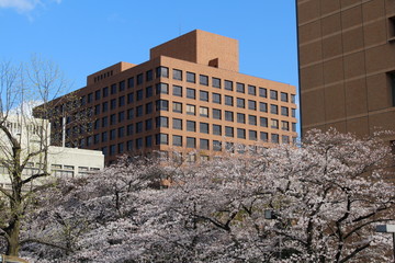 The Court  and the park where the cherry blossoms blooming