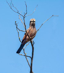 Lilac-breasted Roller