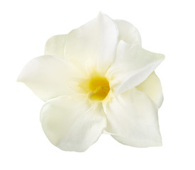 Obraz na płótnie Canvas White oleander