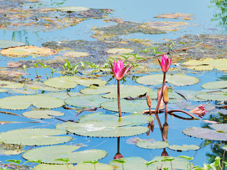 Purple Lotus beautiful in a pond