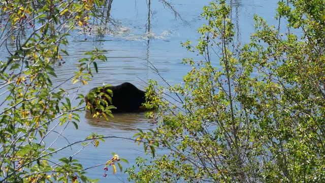 Slow motion of a large moose eating moss at bottom of a lake