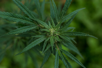 Naklejka na ściany i meble flor de marihuana 
