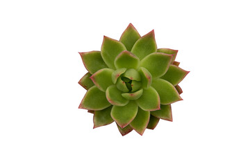 Top view of live echeveria succulent flower plant houseplants isolated on white background