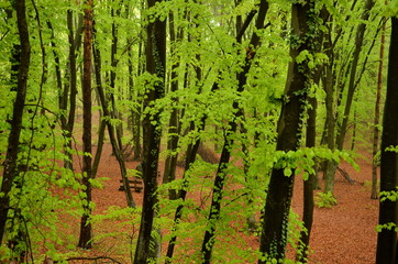 Laubwald im Frühling nach einer Regennacht