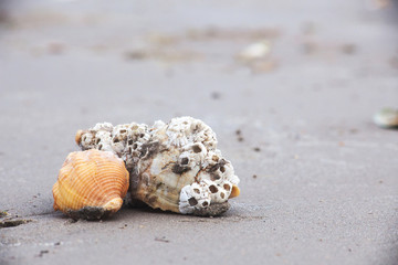 seashells on sand