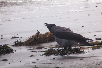 bird crow on the beach