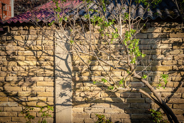 Vintage brick walls and roofs  , tree and the shadow