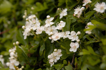 Abstract spring background. Chamomile flowers green background. Soft, selective focus