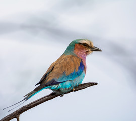 Lilac-breasted Roller