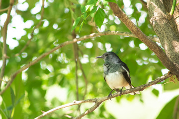 A bird on branch.