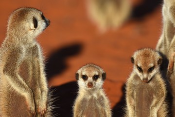 Fototapeta premium junge Erdmännchen (suricata suricatta) in Namibia in der Kalahari