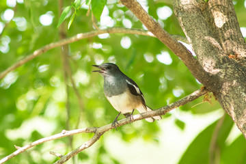 A bird on branch.