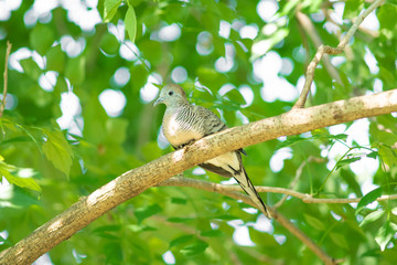 A bird on branch.