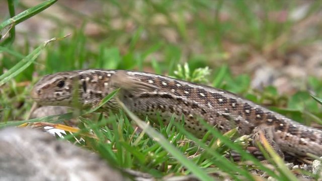 Zauneidechse  (Lacerta agilis)&nbsp;