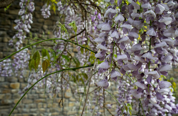 wisteria close up over brick wall background
