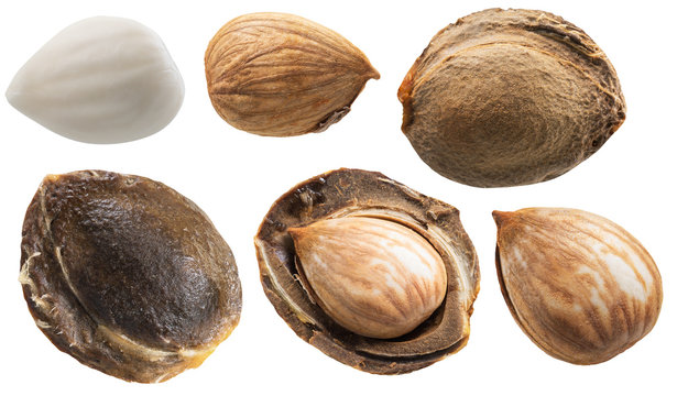 Set of apricot stones and apricot kernels. Clipping paths for each item.