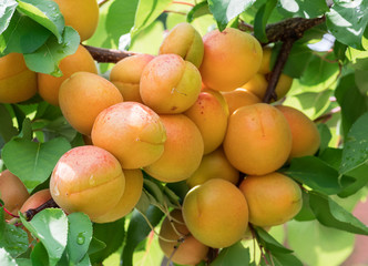 Ripe apricots on the orchard tree in the garden.