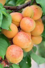 Ripe apricots on the orchard tree in the garden.
