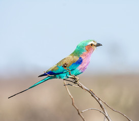 Lilac-breasted Roller