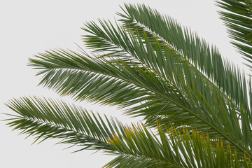 Summer palm tree leaves on sky background. Summer is coming concept