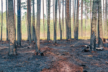 Pine tree forest after wildfire in spring