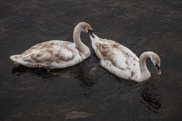 swans on the river