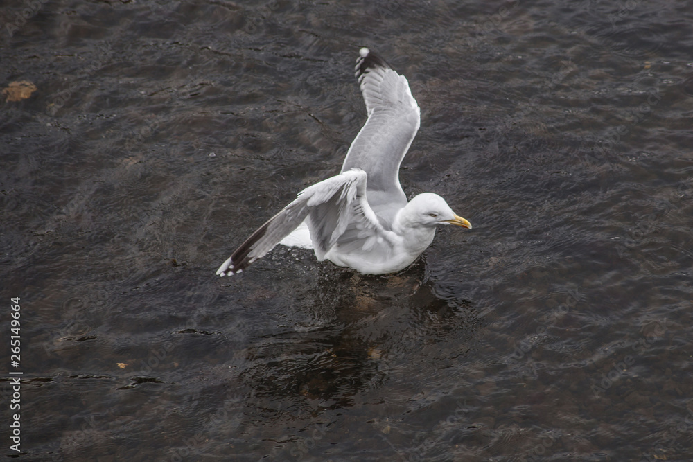 Sticker seagall on the river