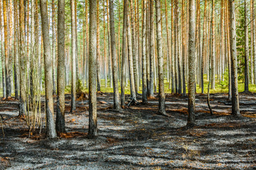 Pine tree forest after wildfire in spring