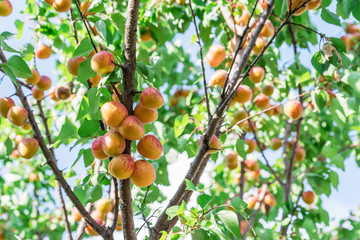 Ripe apricots on the orchard tree in the garden.
