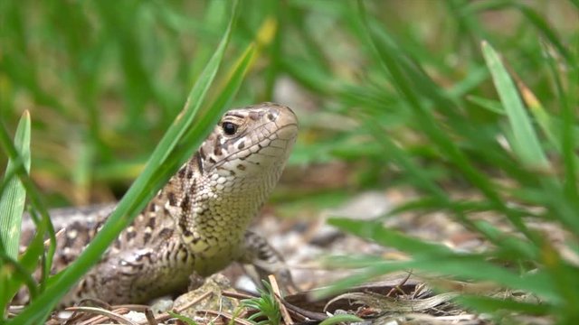 Zauneidechse  (Lacerta agilis)&nbsp;