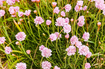 Lizard, Lizard Point, Wildblumen, Küste, Wanderweg, Frühling, Cornwall, Südengland