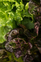 lechuga verde y morada 