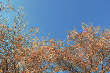 design of living coral color leaf on tree