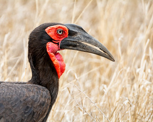 Southern Ground Hornbill